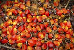 Est-ce que l'huile de palme est dangereuse pour la santé ?