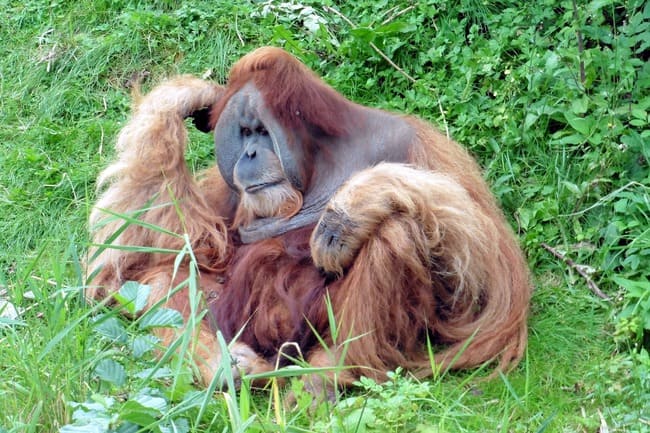 Huile de palme orang outan
