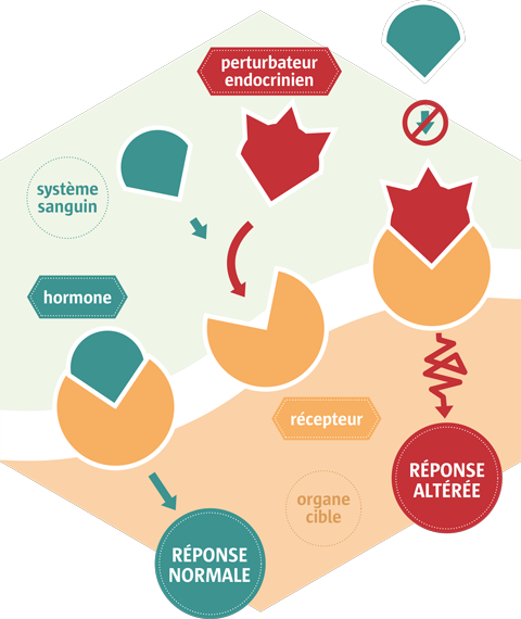 impacts perturbateurs endocriniens