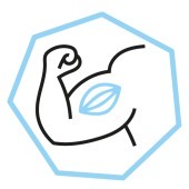 Construction musculaire