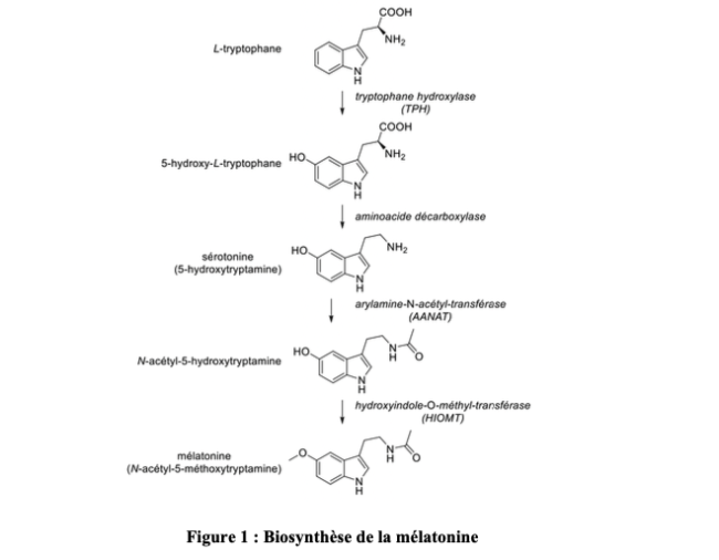 Figure 1 : Biosynthèse de la mélatonine