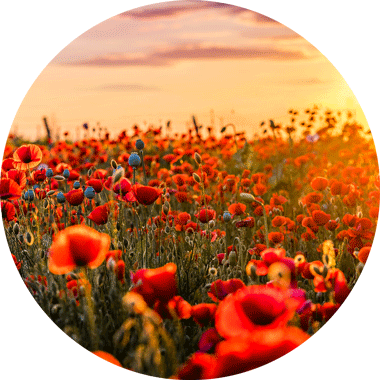 coquelicot solution sommeil