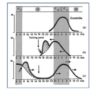 Schéma expliquant la courbe de réponse de phase après l’administration exogène de mélatonine