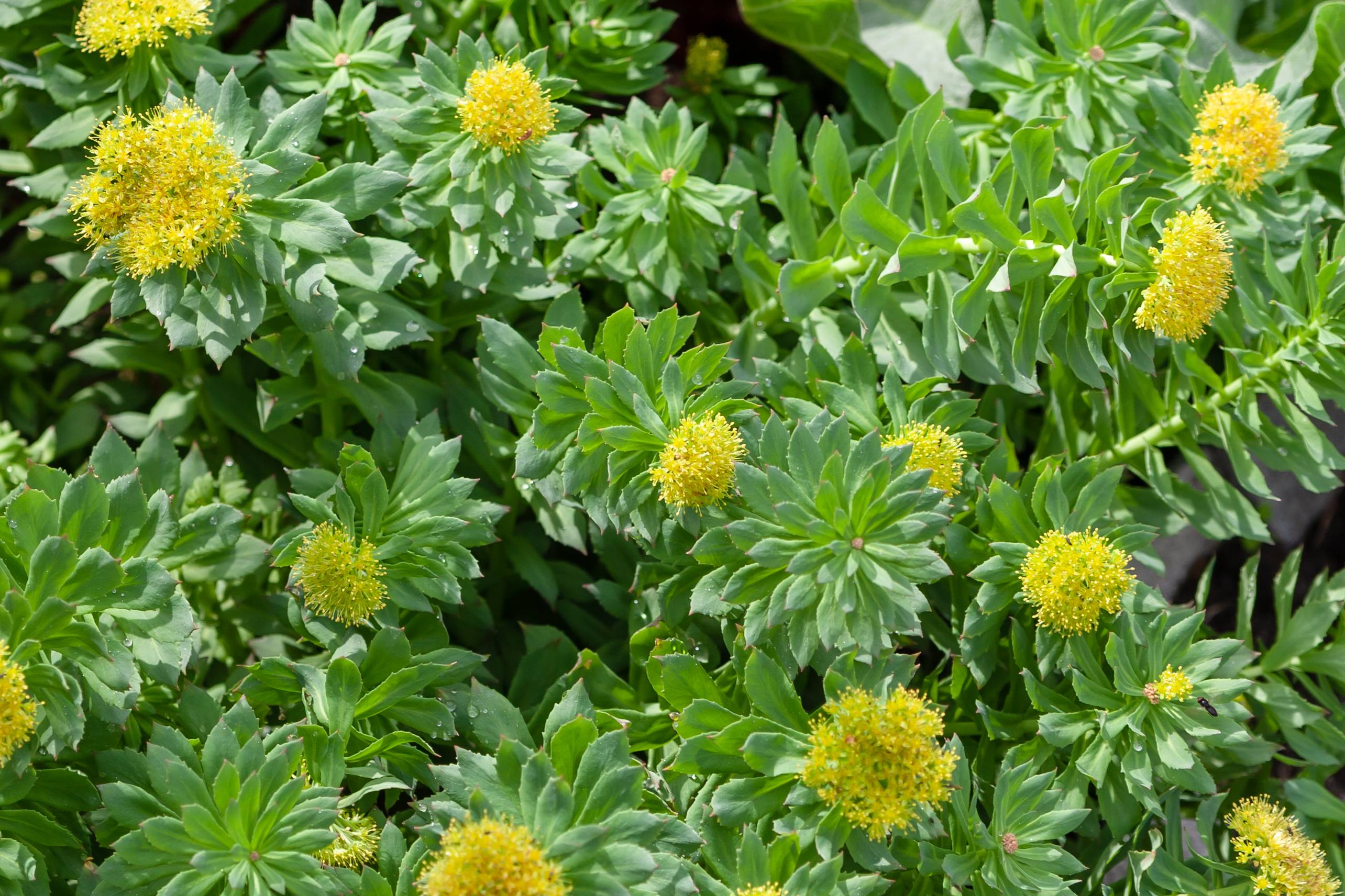 Rhodiola rosea origine