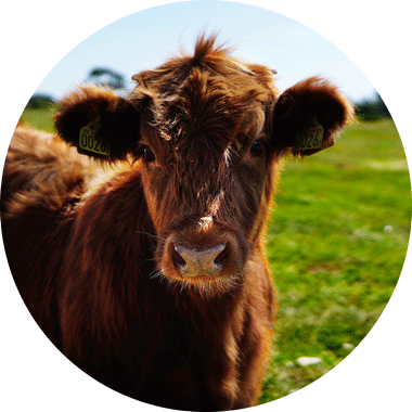 vache pâturage ghee bio