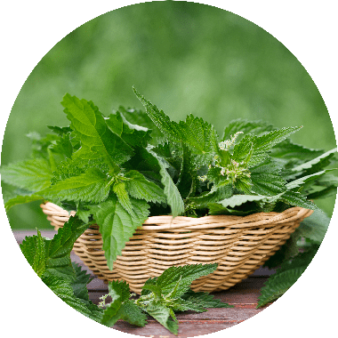Feuille ortie