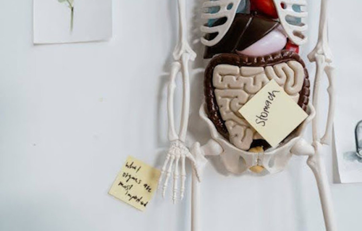 Le système digestif : comprendre son fonctionnement pour optimiser sa santé