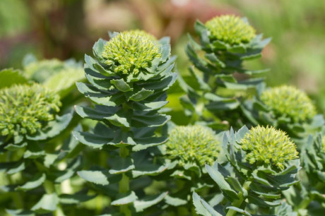 Bienfaits de la Rhodiola Rosea